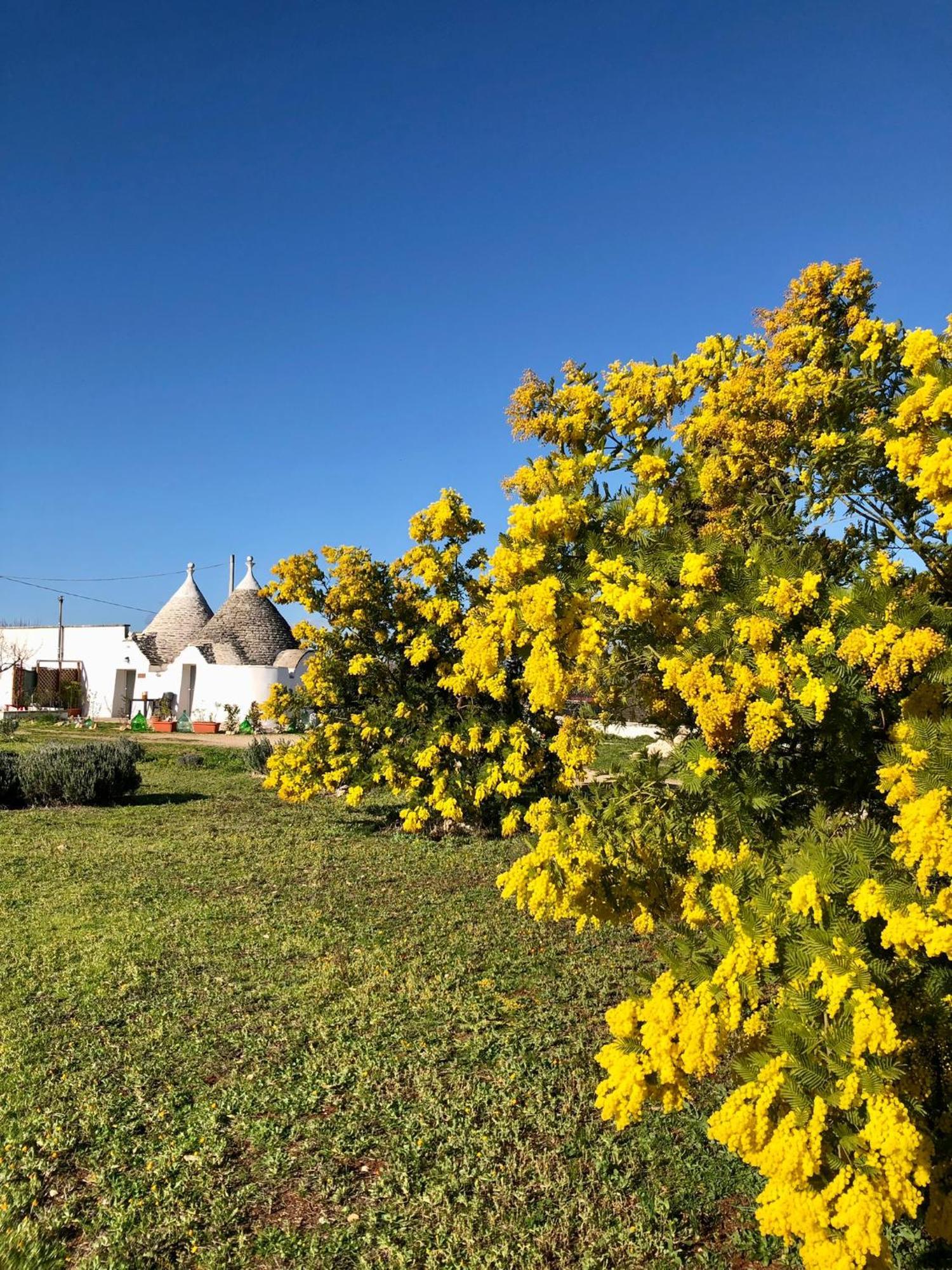 Trullo Trilli Puglia Villa Martina Franca Ngoại thất bức ảnh
